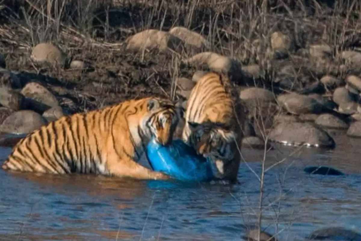 Waste Warriors launches fundraiser to save Jim Corbett from plastic pollution