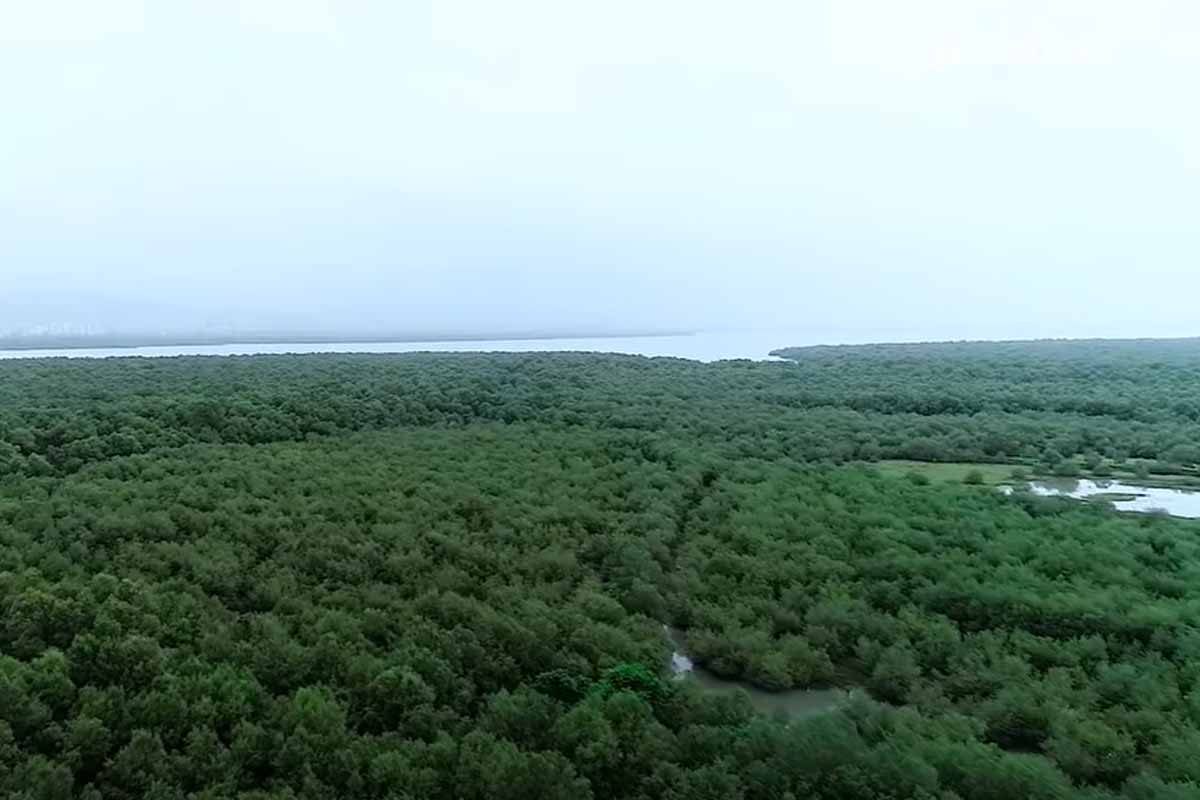 Godrej & Boyce, WWF India launch ‘Magical Mangroves’ campaign