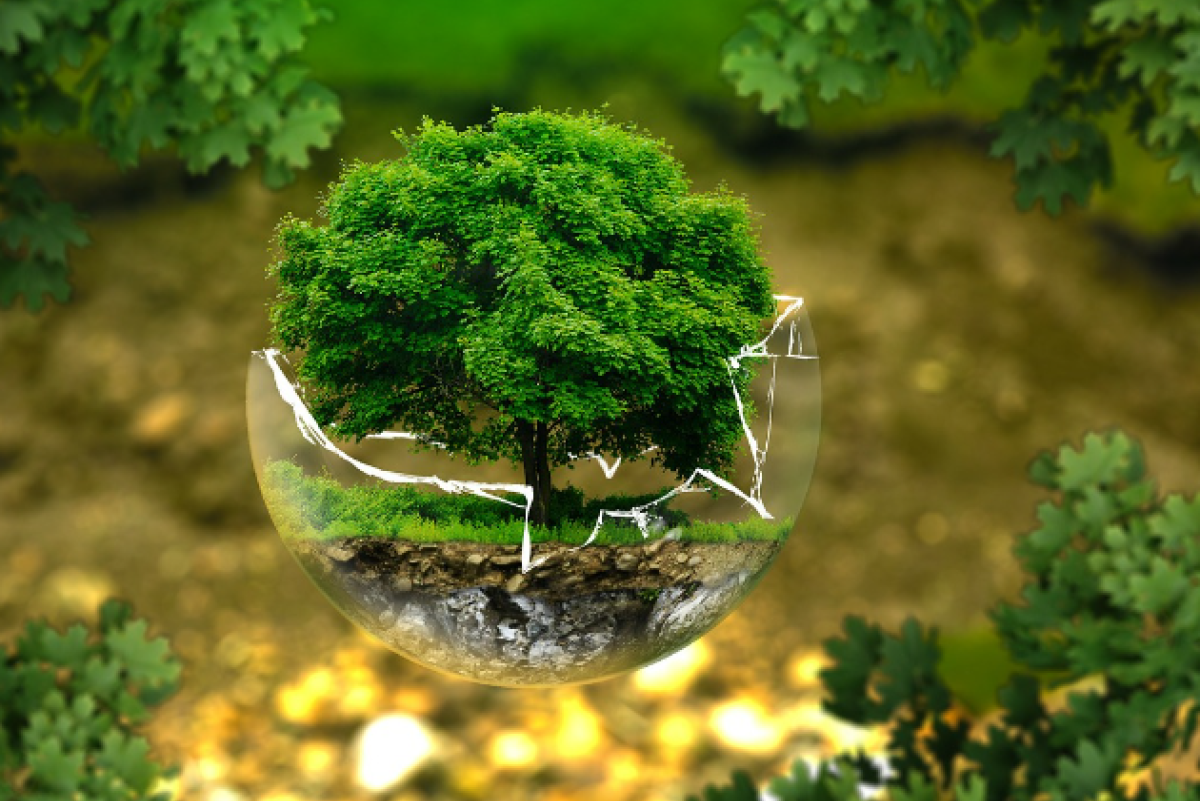 Corporates celebrate World Environment Day 